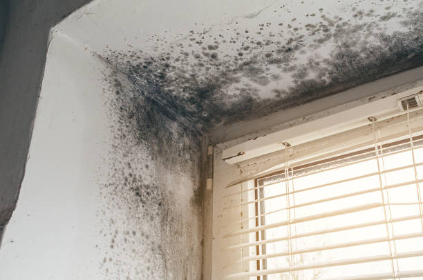 Affordable Commercial Mold Remediation solutions in Hudson, IL